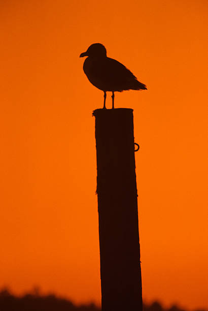 Western Gull on a Piling at Sunset The Western Gull (Larus occidentalis) is a large white-headed gull that lives on the west coast of North America. The western gull ranges from British Columbia, Canada to Baja California, Mexico. This gull is silhouetted at sunset while sitting on a piling at the ferry dock on Orcas Island, Washington State, USA. jeff goulden san juan islands stock pictures, royalty-free photos & images