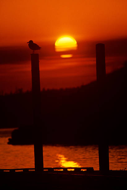 Western Gull on a Piling The Western Gull (Larus occidentalis) is a large white-headed gull that lives on the west coast of North America. The western gull ranges from British Columbia, Canada to Baja California, Mexico. This gull is silhouetted at sunset while sitting on a piling at the ferry dock on Orcas Island, Washington State, USA. jeff goulden scanned film stock pictures, royalty-free photos & images