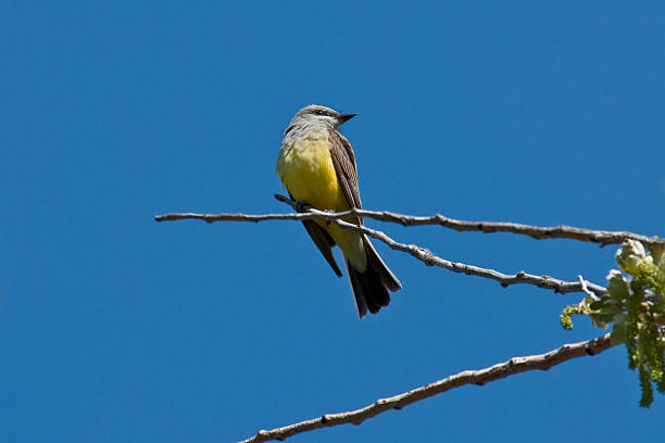 Western Kingbird The Western Kingbird (Tyrannus verticalis) is a large North American flycatcher with gray-olive upper body, gray head and a dark streak through the eye. The underparts are light turning to yellow on the lower breast and belly. The breeding habitat of the western kingbird are open areas in western North America. Kingbirds make a cup nest in a tree or shrub. The female lays three to five eggs which are incubated for 12 to 14 days. The kingbird migrates in flocks to Florida and the Pacific coast of southern Mexico and Central America. The diet of these birds is mostly insects which they catch in flight or on the ground. They also eat berries. This western kingbird was photographed at Palouse Falls State Park near Starbuck, Washington State, USA. jeff goulden washington state desert stock pictures, royalty-free photos & images