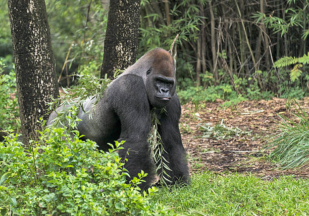 western lowland gorilla in a forest - gabon stockfoto's en -beelden