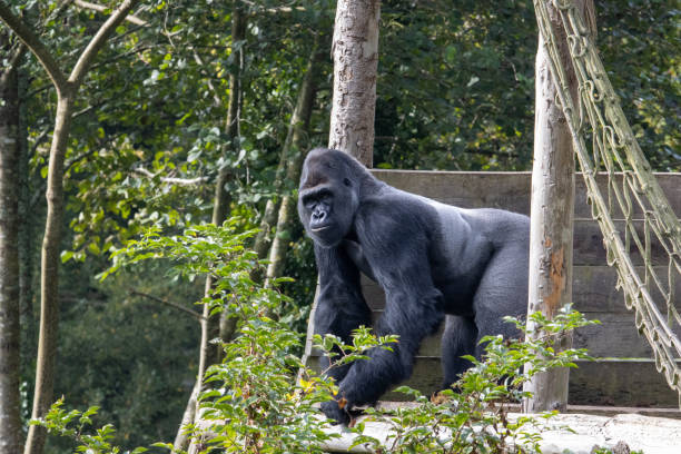 Western Lowland Gorilla stock photo