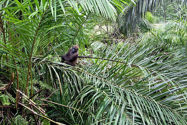 western lowland gorilla sitting in a big palm tree - gabon stockfoto's en -beelden