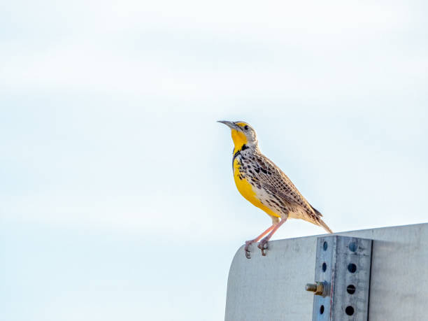 Western Meadowlark Calling from a Metal Sign Western meadowlarks are common in the fields, meadows and prairie grasslands of Colorado meadowlark stock pictures, royalty-free photos & images