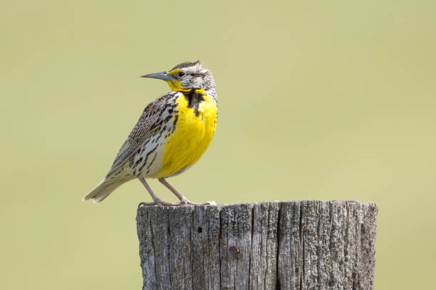 Western meadowlark looks the other way. Western meadowlark looks back the other way at the National Elk and Bison Range in Western Montana. meadowlark stock pictures, royalty-free photos & images