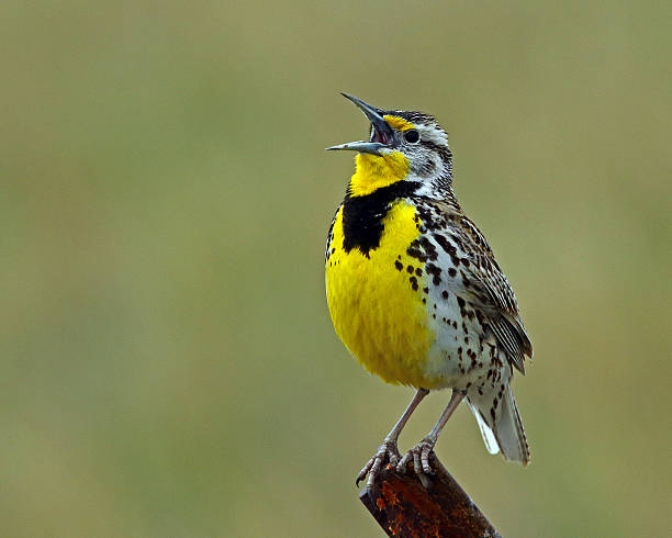 Image result for western meadowlark royalty free