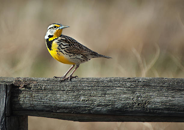 Western Meadowlark, Manitoba "A Western Meadowlark perches on a fence in Brandon, Manitoba.More of my bird images can be found here:" meadowlark stock pictures, royalty-free photos & images