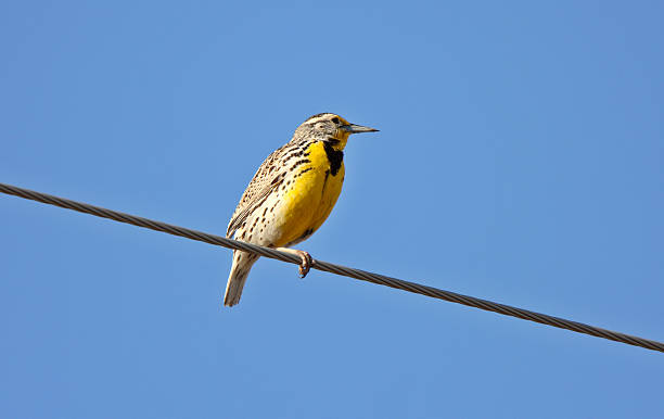 Western Meadowlark perched on overhead wire Western Meadowlark perched on overhead wire meadowlark stock pictures, royalty-free photos & images