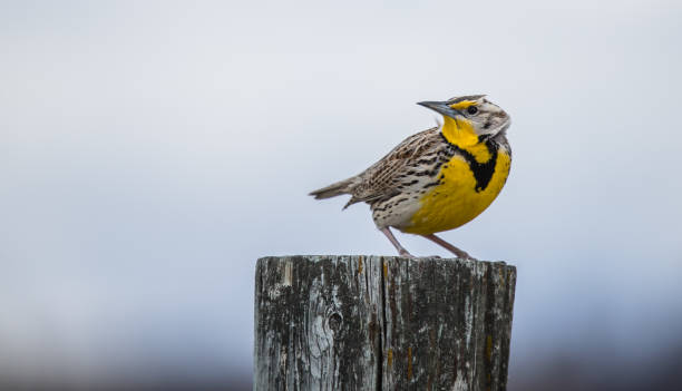western meadowlark western meadowlark meadowlark stock pictures, royalty-free photos & images