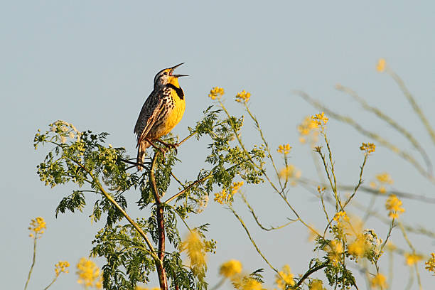 Western Meadowlark (sturnella neglecta) Western Meadowlark (sturnella neglecta) singing among flowers meadowlark stock pictures, royalty-free photos & images