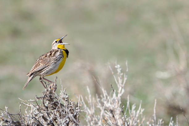 Western meadowlark (Sturnella neglecta) A western meadowlark sings from a sagebrush in Wyoming meadowlark stock pictures, royalty-free photos & images