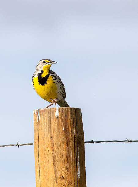 Western Meadowlark A western meadowlark perched on a fence on the Wyoming prairie. meadowlark stock pictures, royalty-free photos & images