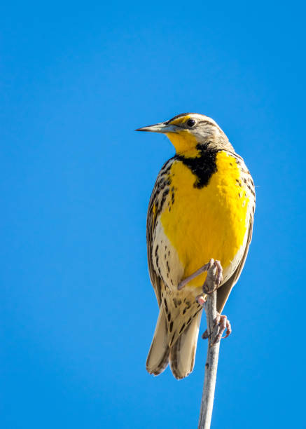 Western Meadowlark A Western Meadowlark perched in a tree near Hamer, Idaho. meadowlark stock pictures, royalty-free photos & images