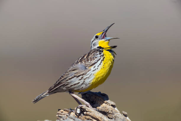 Western Meadowlark Singing at the San Jacinto Wildlife Area A Western Meadowlark (Sturnella neglecta) on a dead limb at the San Jacinto Wildlife Area, Riverside County, southern California. meadowlark stock pictures, royalty-free photos & images