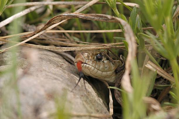 Western Plains garter Snake a Garter Snake hides in grass in Yellowstone park, Wyoming snake with its tongue out stock pictures, royalty-free photos & images