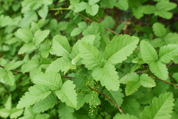 Western Poison Oak Leaves Close Up For Plant Identification High Quality stock photo