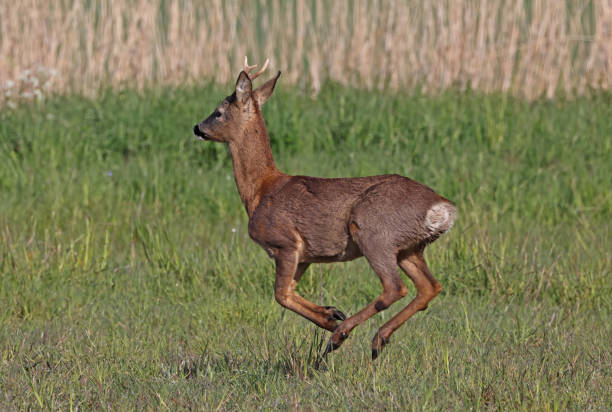 Western Roe Deer stock photo