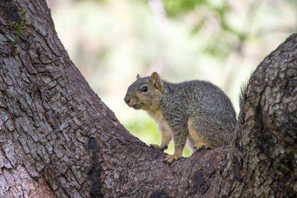 Western Squirrel stock photo