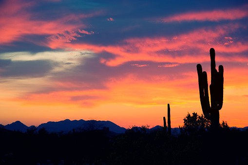Beautiful western sunset with mountains and cactus