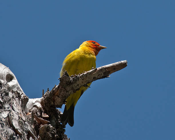 Western Tanager Perched on a Branch The Western Tanager (Piranga ludoviciana), is a medium-sized American songbird in the cardinal family. Adult males are bright yellow with black wings and a flaming orange-red head. The plumage and vocalizations are similar to other members of the cardinal family. This western tanager was photographed while perched on a branch at Cascade Canyon in Grand Teton National Park, Wyoming, USA. jeff goulden grand teton national park stock pictures, royalty-free photos & images