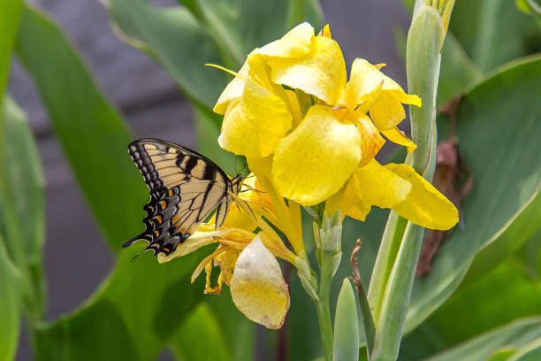Western Tiger Swallowtail Butterfly on a Yellow Iris stock photo
