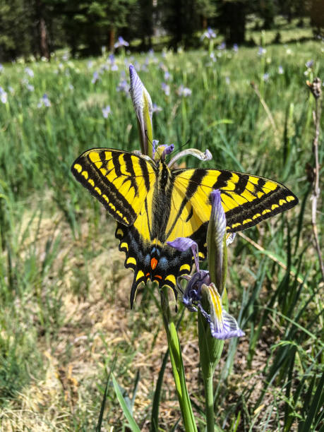 Western Tiger Swallowtail on a Wild Iris The Western Tiger Swallowtail (Papilio rutulus) is a butterfly belonging to the Papilionidae family. It is a common species present in western North America. The normal range of the western tiger swallowtail is from British Columbia to North Dakota in the north and Baja California and New Mexico in the south. Their habitat includes urban parks and gardens, as well as in rural woodlands and riparian areas. The males often congregate at pools, streams and rivers, drinking from the water and mud to extract minerals and moisture. The tiger swallowtail is brightly colored, having yellow wings with black stripes. Their wing span can be 3 to 4 inches. They also have blue and orange spots near the tail. This tiger swallowtail was photographed on a Rocky Mountain Iris found in a meadow by the Brookbank Trail in the Coconino National Forest near Flagstaff, Arizona, USA. jeff goulden butterfly stock pictures, royalty-free photos & images