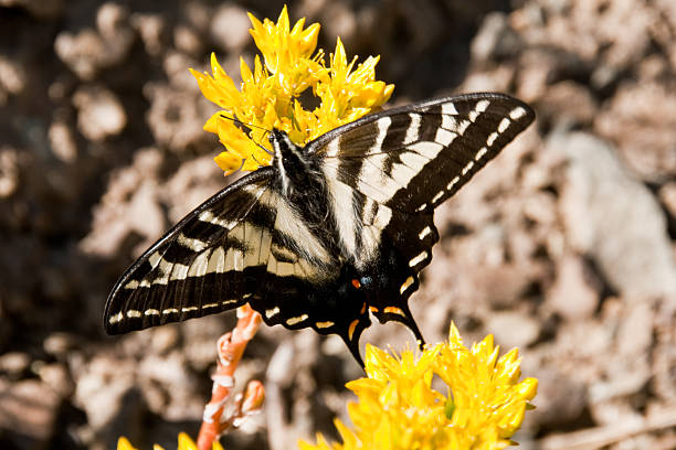 Western Tiger Swallowtail on a Yellow Flower The Western Tiger Swallowtail (Papilio rutulus) is a butterfly belonging to the Papilionidae family. It is a common species present in western North America. The normal range of the western tiger swallowtail is from British Columbia to North Dakota in the north and Baja California and New Mexico in the south. Their habitat includes urban parks and gardens, as well as in rural woodlands and riparian areas. The males often congregate at pools, streams and rivers, drinking from the water and mud to extract minerals and moisture. The tiger swallowtail is brightly colored, having yellow wings with black stripes. Their wing span can be 3 to 4 inches. They also have blue and orange spots near the tail. This tiger swallowtail was photographed on a yellow flower by the Iron Bear Trail in the Wenatchee National Forest, Washington State, USA. jeff goulden butterfly stock pictures, royalty-free photos & images