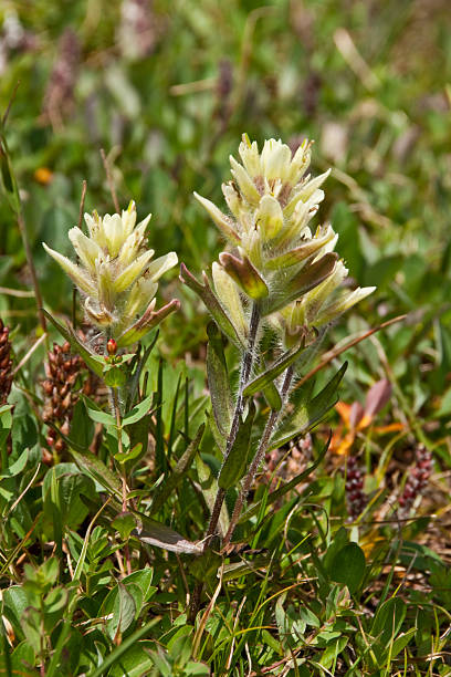 Western Yellow Paintbrush The 200 species of Castilleja are commonly known as Indian Paintbrush. These annual and perennial plants are native to the western part of the Americas from Alaska south to the Andes, northern Asia, and one species as far west as the Kola Peninsula in northwestern Russia. These plants are classified in the broomrape family. They are considered a parasitic plant which grows on the roots of grasses and forbs. The name honors the Spanish botanist Domingo Castillejo. In Northern Arizona they can be found in open meadows among the grasses they need to thrive. These Castilleja were photographed on the Hidden Lake Trail in Glacier National Park, Montana, USA. jeff goulden wildflower stock pictures, royalty-free photos & images
