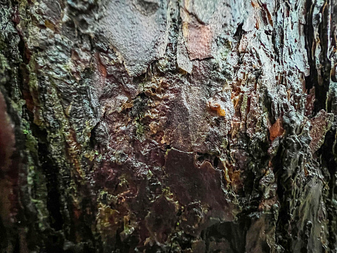 A wet and coarse tree bark.