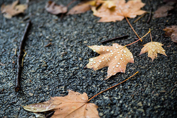 Wet Autumn Leaves on Pavement stock photo
