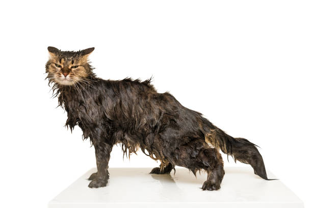 A wet cat is standing on the table. Isolated on white background. stock photo