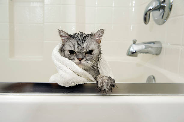 Wet Cat stock photo