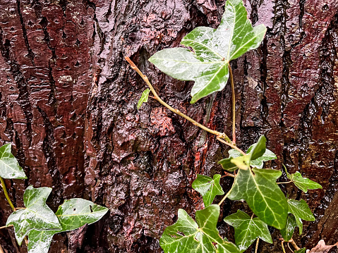 A wet, coarse, dark and overgrown tree bark.