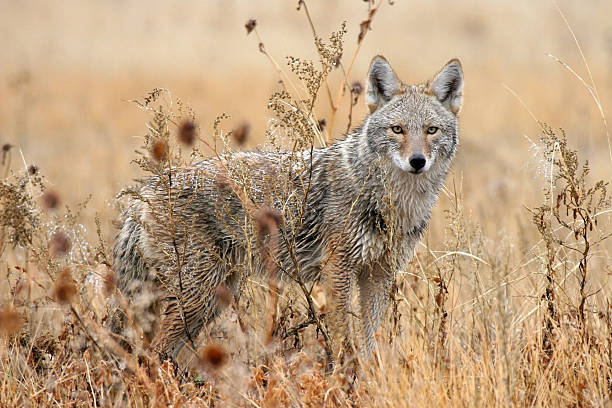 Wet coyote in wildlife refuge New Mexico stock photo