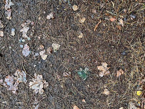 A wet forest floor with some foliage and coniferous trees needle in winter.