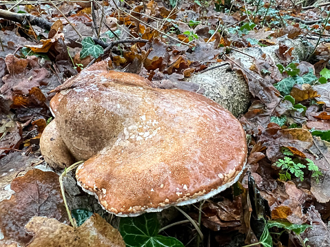 A wet fungus growing on a tree trunk.
