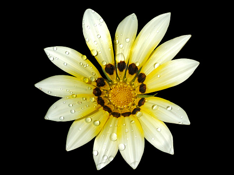 Lovely white and yellow desert flower with water droplets, isolated on black.For more of my flowers (CLICK HERE)
