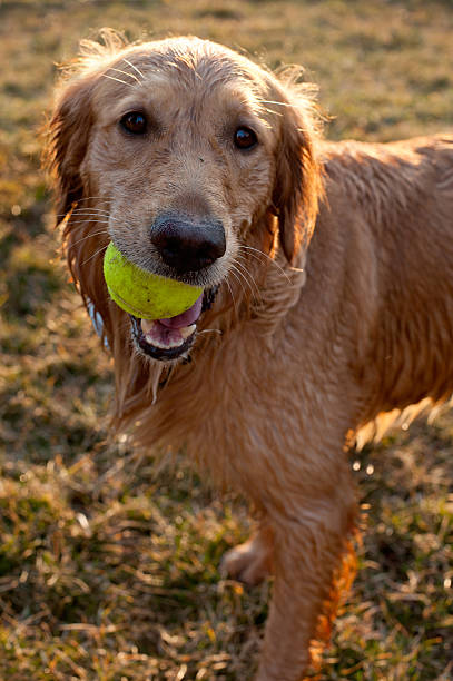 wet golden retriever with tennis ball stock photo
