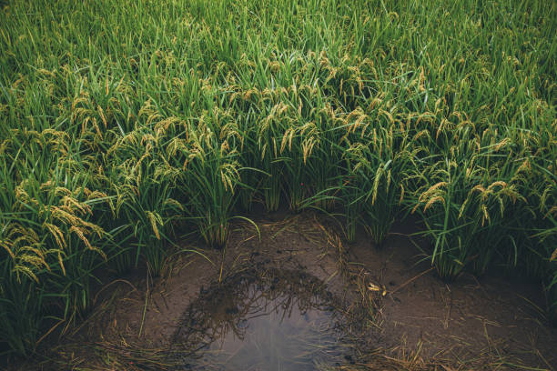 Wet green beautiful rice with grown rain visible in paddy field stock photo