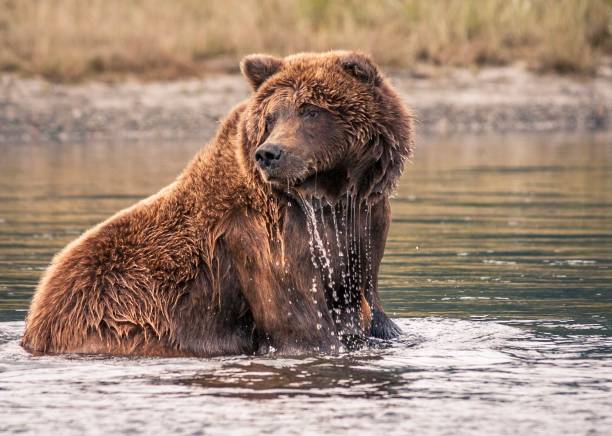 Wet Grizzly bear sitting in water stock photo