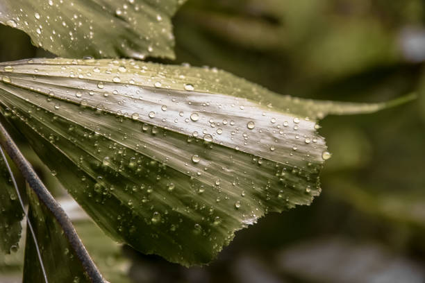 Photo of Wet leaves of a lush tropical plant