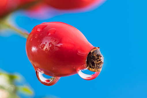 Wet ripe raw rosehip with beautiful water droplets. Brier sprig on blue sky background. Rosa canina. Fructus cynosbati