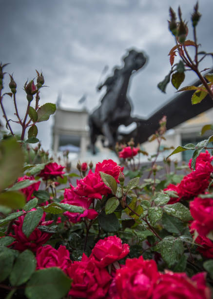 Wet Roses and Barbaro Statue stock photo