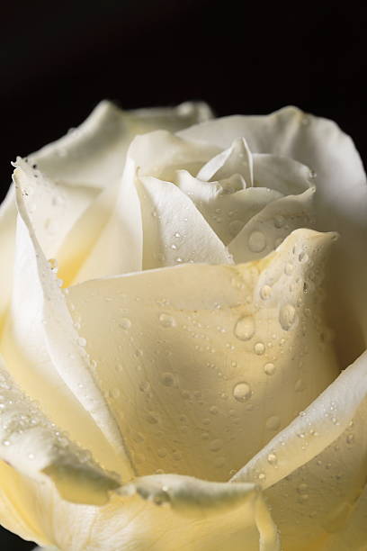 Wet White Rose stock photo