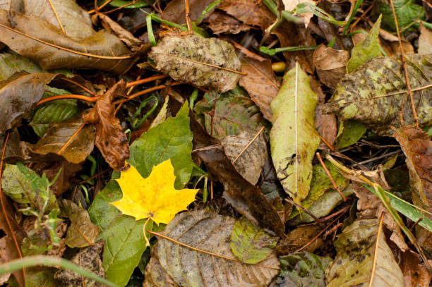 Wet yellow leave among other fallen leaves in autumn stock photo