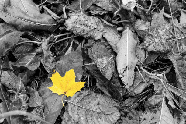 Wet yellow leave among other grey leaves in autumn stock photo