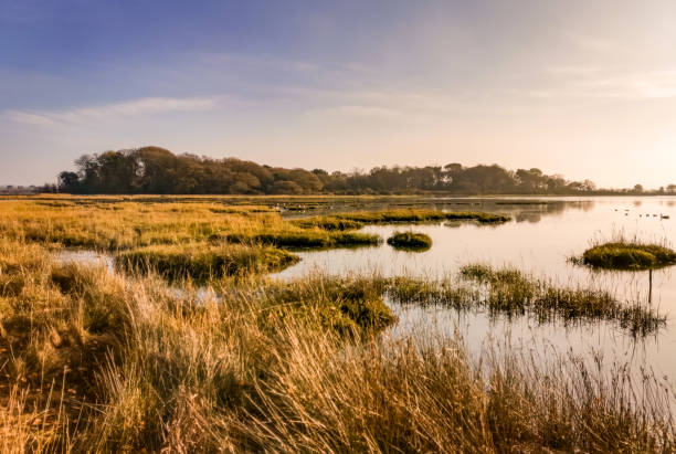 wetland rietbedden bij holes bay in poole harbour - drasland stockfoto's en -beelden