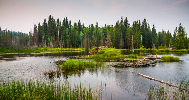 Wetland with Beaver Lodge - Alberta, Canada Wetland in Alberta, Canada. In the middle of the pond is a Beaver Lodge. bioreserve stock pictures, royalty-free photos & images