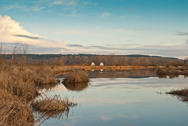 Historic Twin Barns in the Evening Wetlands are an important ecosystem that are permanently or seasonally dominated by water. The primary factor that distinguishes wetlands from other bodies of water is the characteristic presence of aquatic plants adapted to the unique environment. Wetlands play an important role in the environment, including water purification, water storage, processing of carbon and other nutrients and stabilization of shorelines. Wetlands are also home to a wide variety of plant and animal life. The historic twin barns reflected in a wetland was photographed at the Nisqually National Wildlife Refuge near Olympia, Washington State, USA. jeff goulden barn stock pictures, royalty-free photos & images