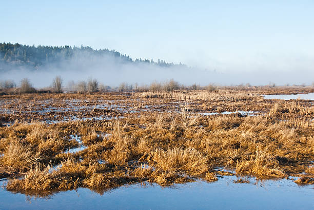 Wetland and Golden Grasses in the Fog Wetlands are an important ecosystem that are permanently or seasonally dominated by water. The primary factor that distinguishes wetlands from other bodies of water is the characteristic presence of aquatic plants adapted to the unique environment. Wetlands play an important role in the environment, including water purification, water storage, processing of carbon and other nutrients and stabilization of shorelines. Wetlands are also home to a wide variety of plant and animal life. This wetland was photographed at the Nisqually National Wildlife Refuge near Olympia, Washington State, USA. jeff goulden seascape stock pictures, royalty-free photos & images