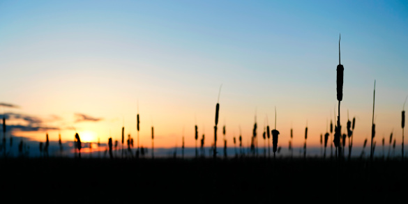 wetlands bullrushes in silhouette at sunset, panoramic frame